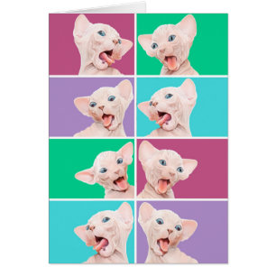 Chaton drôle de sphynx