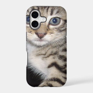 Chaton gris flou aux yeux bleus,