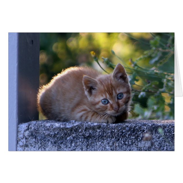 Chaton italien sauvage (Devant horizontal)