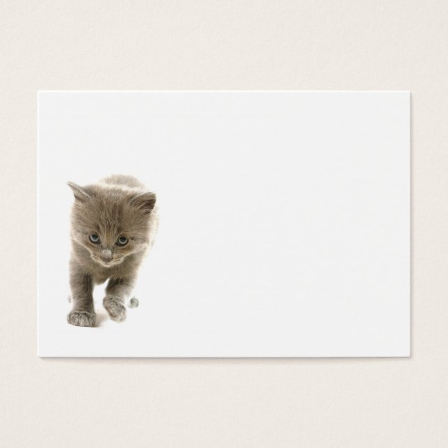 chaton mignon (Devant)