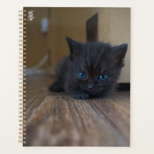Chaton noir