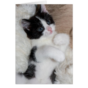 Chaton noir et blanc