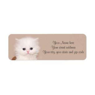 Chaton persan blanc