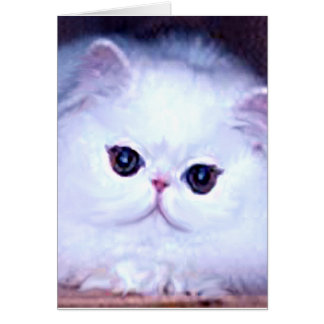 Chaton persan blanc Kitty de chat