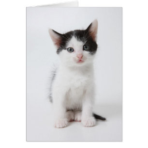 Chaton repéré par noir