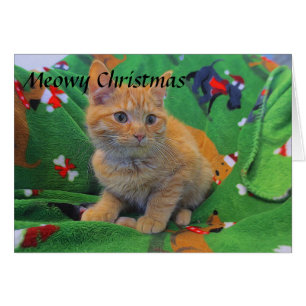 Chaton tigré orange