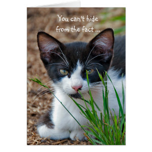 Chaton Tuxedo caché derrière l'herbe