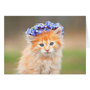 Chaton utilisant une guirlande pourpre