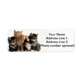 chatons