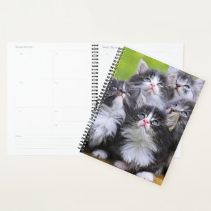 Chatons