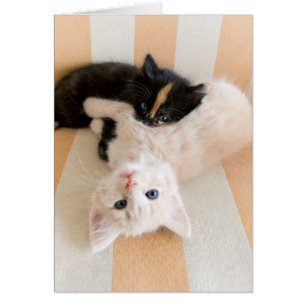 Chatons Blancs Et Noirs
