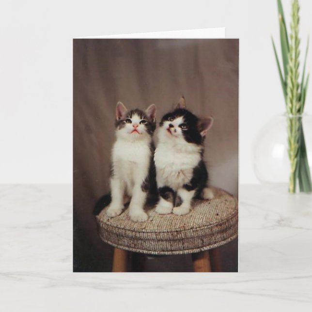 chatons, carte d'amis fidèles (Devant)