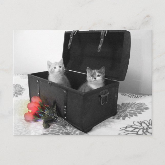 chatons dans le coffre avec fleurs carte postale (Devant)