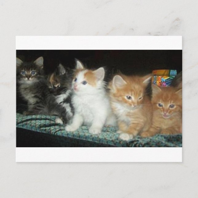 Chatons dans une carte postale de ligne (Devant)