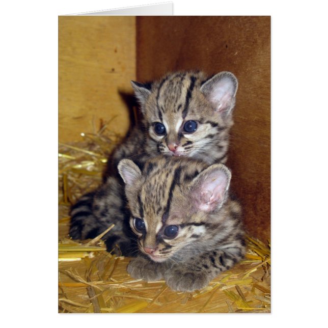 Chatons de compagne de carte postale (Devant)