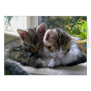 Chatons somnolents