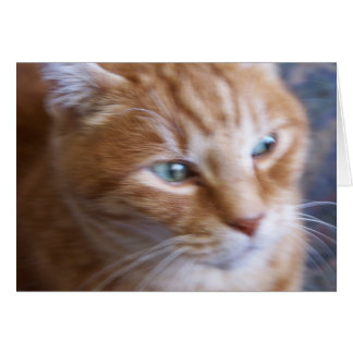 chats 002
