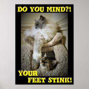 Chats amusants, affiche