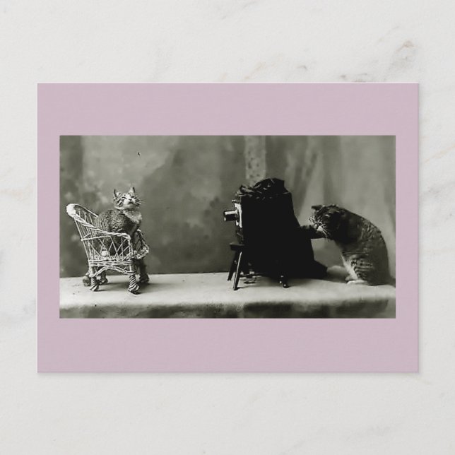 chats amusants chats vintages photo chats carte fu (Devant)