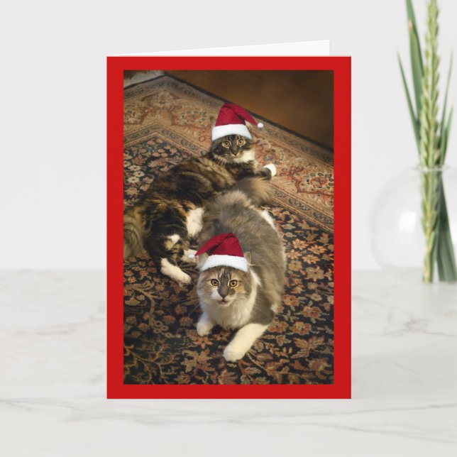 Chats dans la carte de voeux drôle de Noël de (Devant)