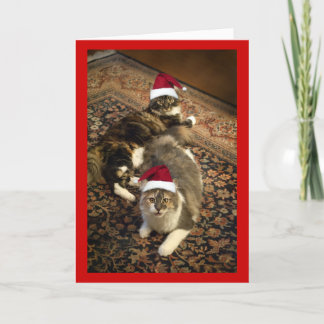 Chats dans la carte de voeux drôle de Noël de