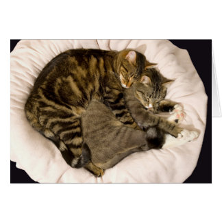 Chats en train de dormir