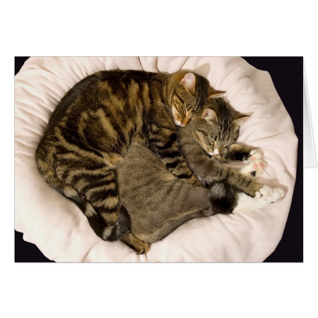 Chats en train de dormir (Devant horizontal)
