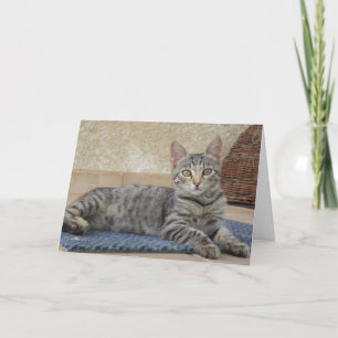 Chats et chatons seulement - carte vierge