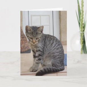 Chats et chatons seulement - carte vierge