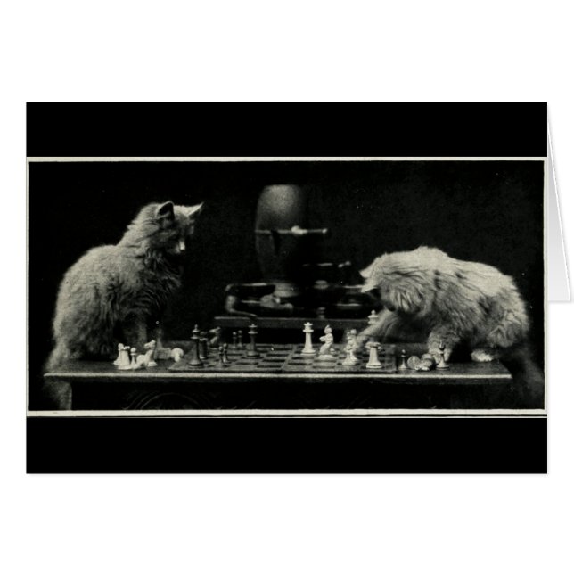 Chats Jouant aux échecs (Devant horizontal)