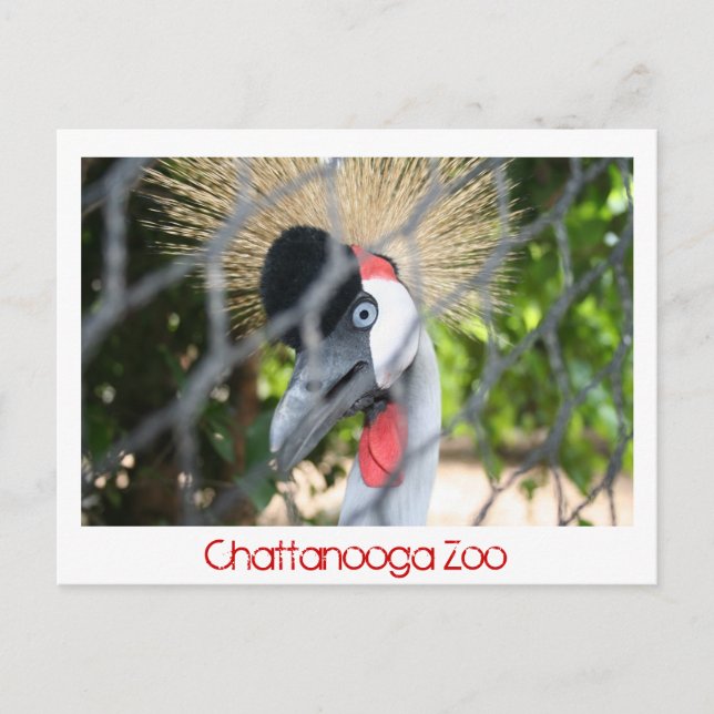 Chattanooga Zoo Postcard (Front)