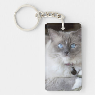 Chatte Ragdoll