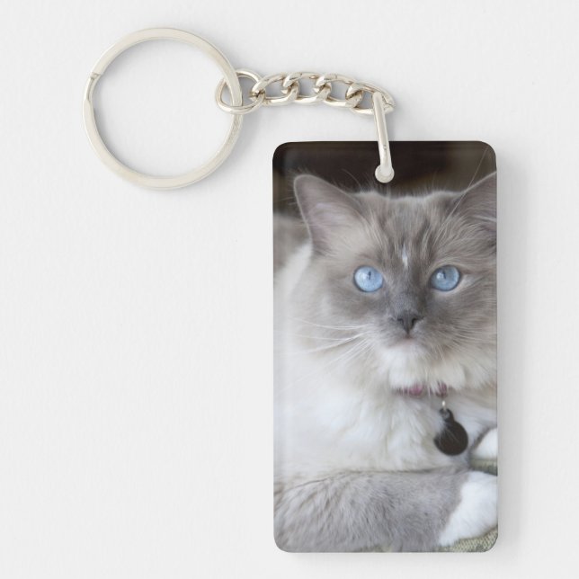 Chatte Ragdoll (Devant)