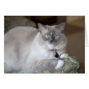 Chatte Ragdoll