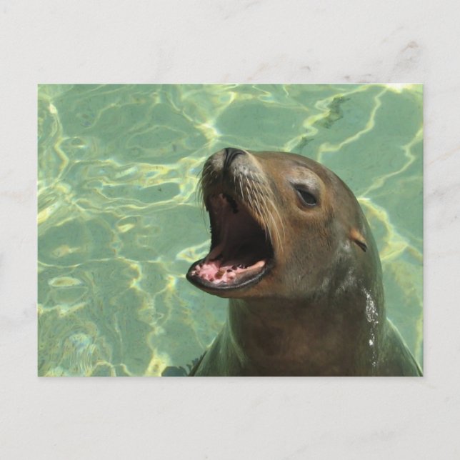 Chatty Sea Lion Postcard (Front)