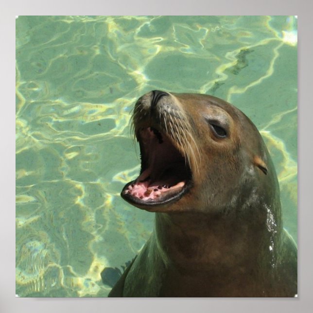 Chatty Sea Lion Poster (Front)