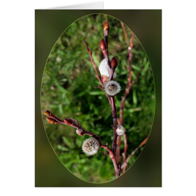 chaudières (Devant)