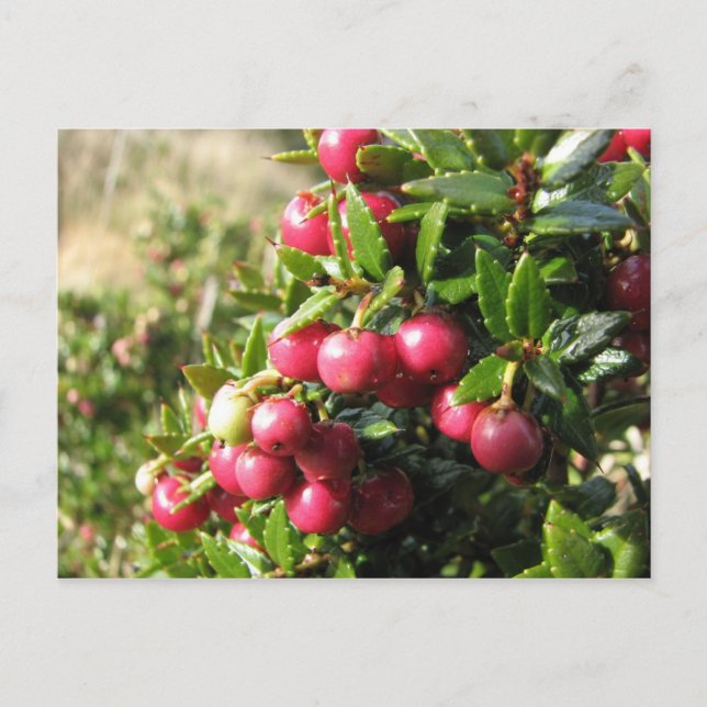 Chaura, Isla Navarino, Chile Postcard (Front)