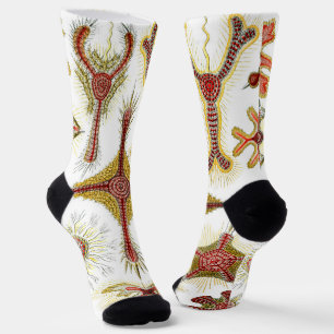 Chaussette Camomille sauvage par Ernst Haeckel, Nature vintag