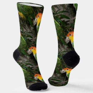 Chaussette White Bellied Caique Parrot with Bamboo Tree