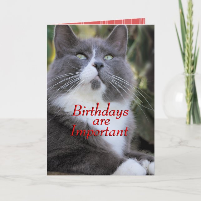 Chaussettes carte d'anniversaire de chat..- pour t (Devant)