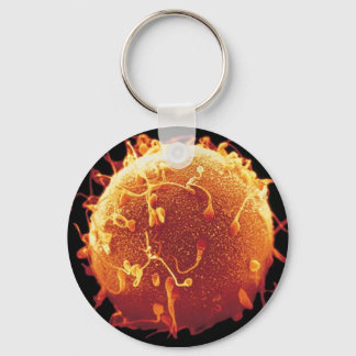 Chaveiro embriologia keychain