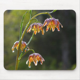 Checker Lily Dew Drops Flower Photo © Sandy Long Mouse Pad