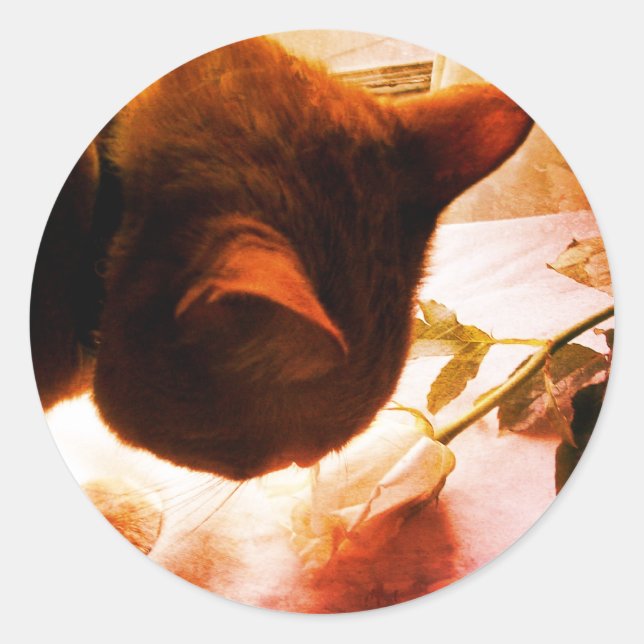 Checking It Out Cat Stickers (Front)