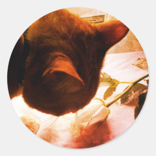 Checking It Out Cat Stickers