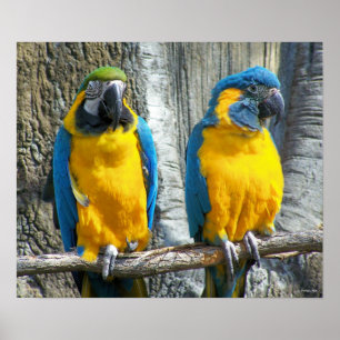 Cheeky Bird Poster