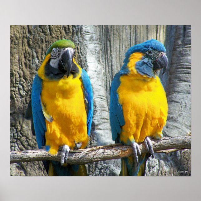 Cheeky Bird Poster (Front)