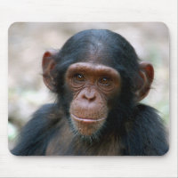 Cheeky Chimp