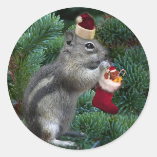Cheeky Christmas Chipmunk Classic Round Sticker