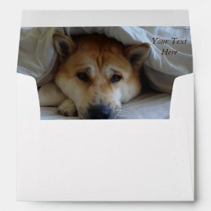 cheeky cute akita in bed original dog photo envelopes